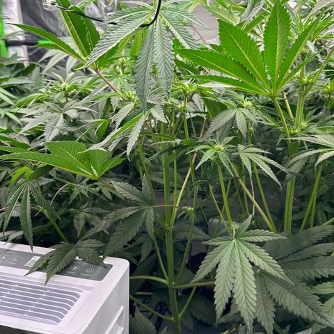 CxLAZ #31 58.75g growlog timeline photo