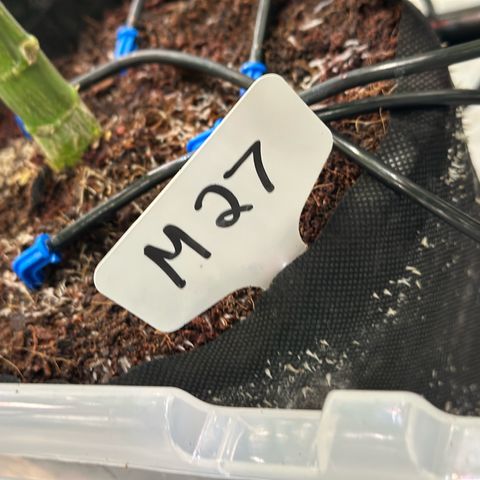 Misc x (LA Kush x Zkittles) #27 33.12g growlog timeline photo