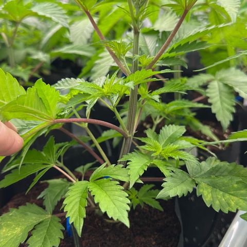 CxLAZ #16 50.72g growlog timeline photo