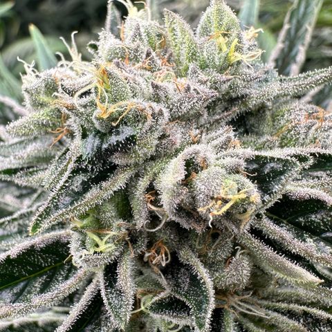Misc x (LA Kush x Zkittles) #26 60.7g growlog timeline photo