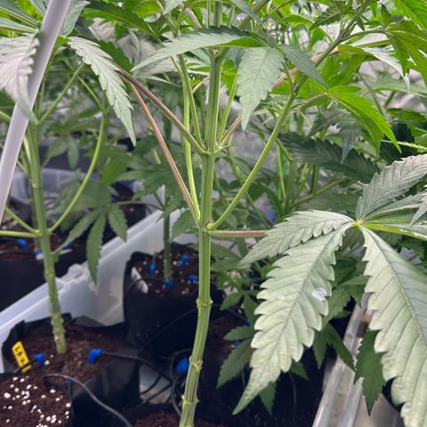 CxLAZ #16 50.72g growlog timeline photo