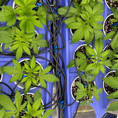 Misc x (LA Kush x Zkittles) #26 60.7g growlog photo: Added drip irrigation 