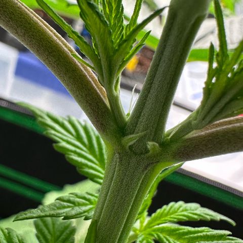 CxLAZ #16 50.72g growlog photo: Lollipoped