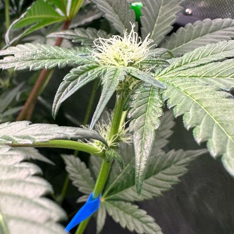 CxLAZ #16 50.72g growlog photo: Pollenated bud site