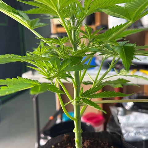 CxLAZ #16 50.72g growlog photo: Lollipoped