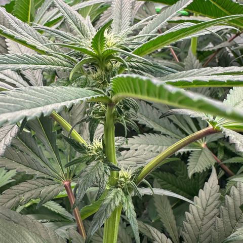 Misc x (LA Kush x Zkittles) #33 19.08g growlog timeline photo