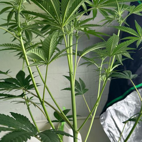 CxLAZ #16 50.72g growlog timeline photo