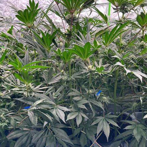 CxLAZ #31 58.75g growlog timeline photo