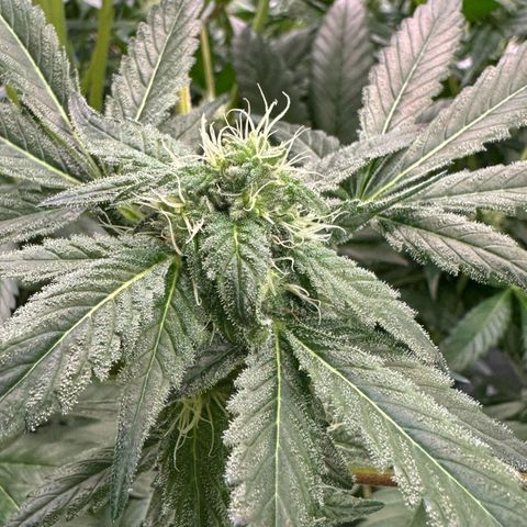 CxLAZ #16 50.72g growlog timeline photo