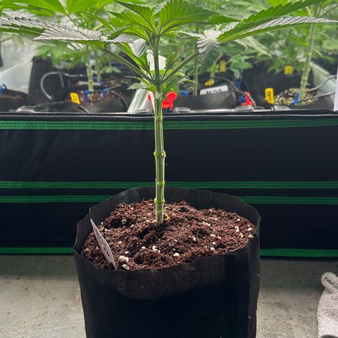 CxLAZ #16 50.72g growlog photo: Lollipoped
