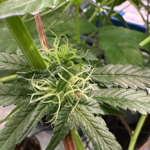 CxLAZ #03 45.52g growlog photo: Pollen sac from training on Tuesday