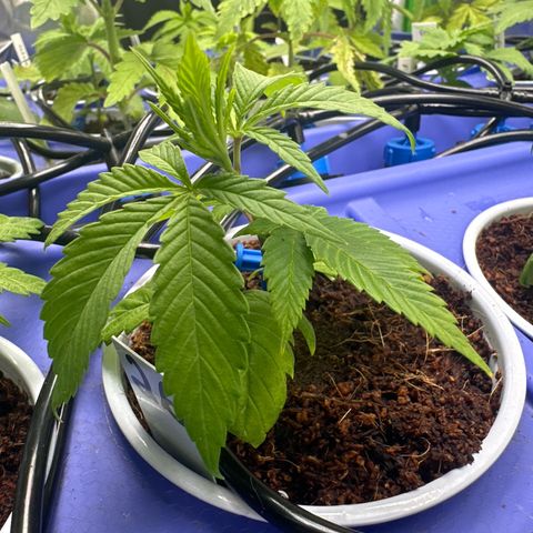 MiscxLAZ #26 C #1 47.15g growlog timeline photo