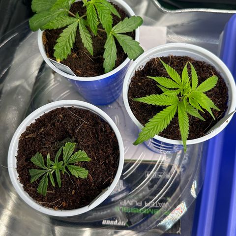 Shaman growlog timeline photo