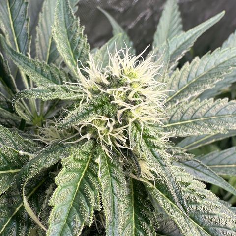 CxLAZ #24 37.13g growlog timeline photo
