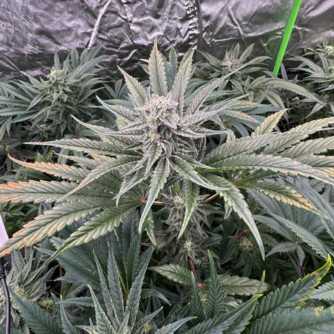 Misc x (LA Kush x Zkittles) #29 25.69g growlog timeline photo