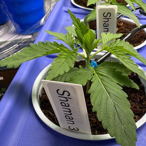 Shaman growlog timeline photo
