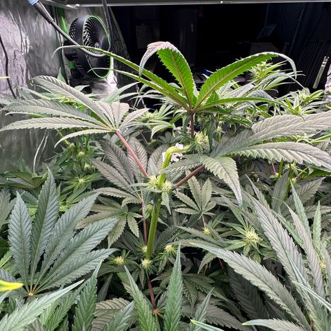 CxLAZ #16 50.72g growlog photo: Top training 