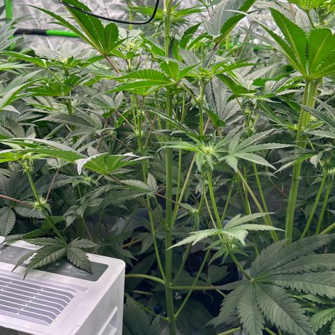 CxLAZ #16 50.72g growlog timeline photo