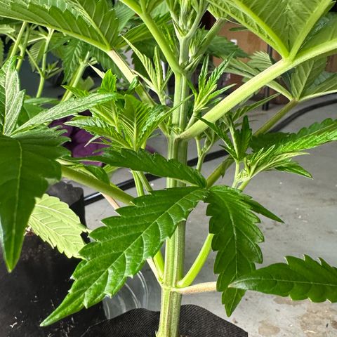CxLAZ #16 50.72g growlog timeline photo