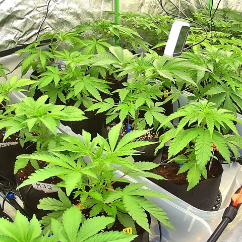 CxLAZ #16 50.72g growlog timeline photo