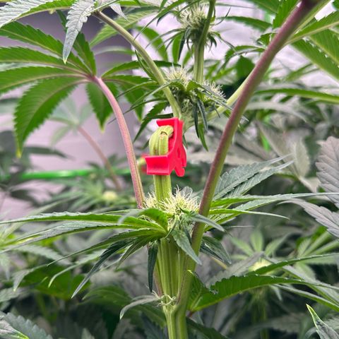 CxLAZ #16 50.72g growlog timeline photo