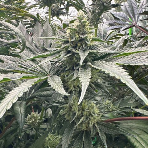 CxLAZ #06 growlog timeline photo