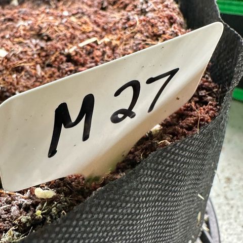 CxLAZ #16 50.72g growlog photo: Lollipoped