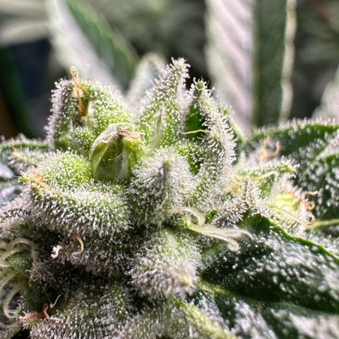 Misc x (LA Kush x Zkittles) #26 60.7g growlog timeline photo