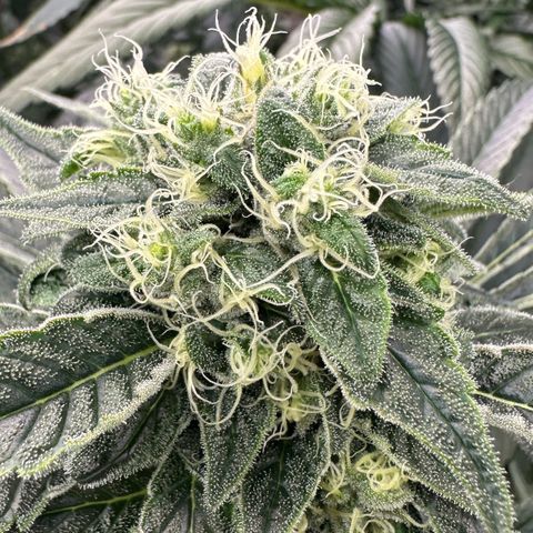 Misc x (LA Kush x Zkittles) #08 growlog timeline photo