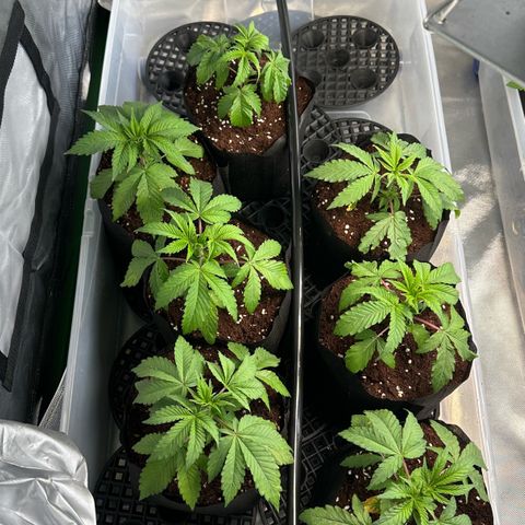 Misc x (LA Kush x Zkittles) #26 60.7g growlog timeline photo