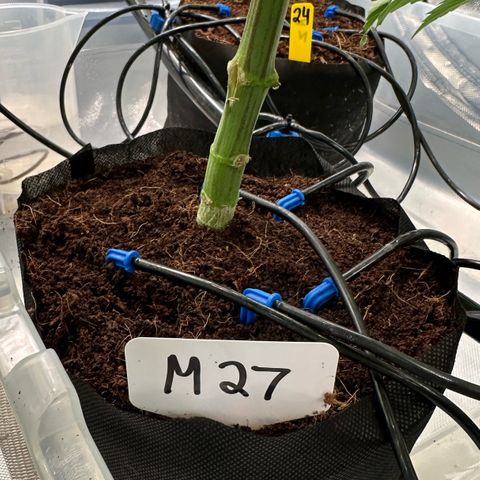 CxLAZ #16 50.72g growlog timeline photo