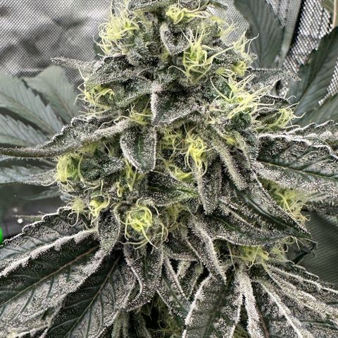 CxLAZ #24 37.13g growlog timeline photo
