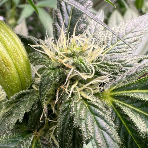 CxLAZ #03 45.52g growlog photo: Pollen sac from training on Tuesday
