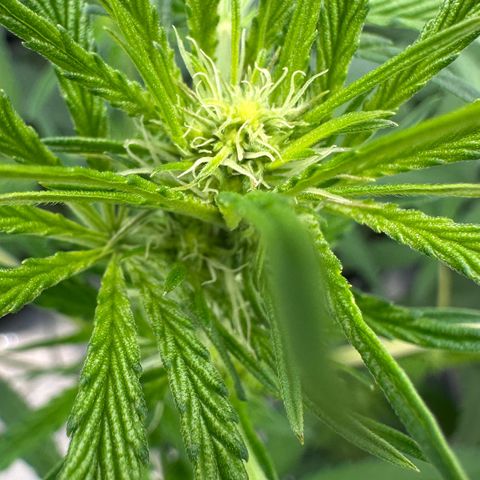 CxLAZ #16 50.72g growlog timeline photo