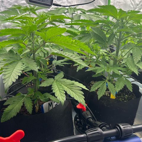 CxLAZ #16 50.72g growlog timeline photo