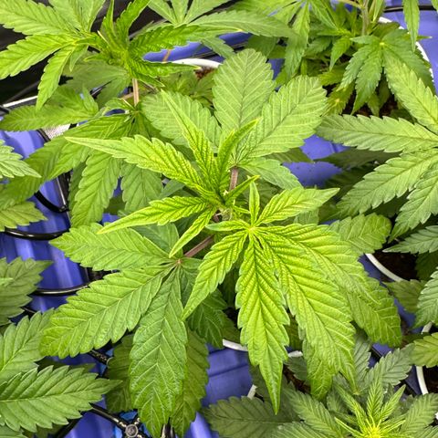 MiscxLAZ #29 C growlog timeline photo