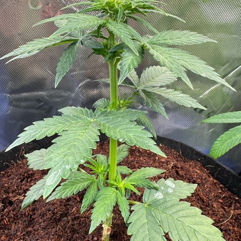 Auto Think Different  #3 growlog timeline photo