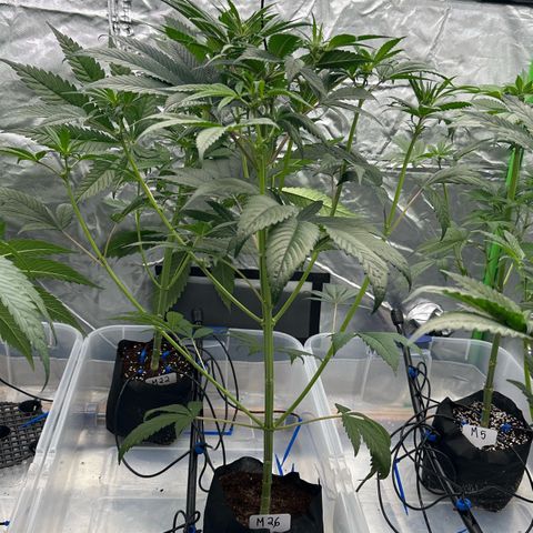 CxLAZ #16 50.72g growlog timeline photo