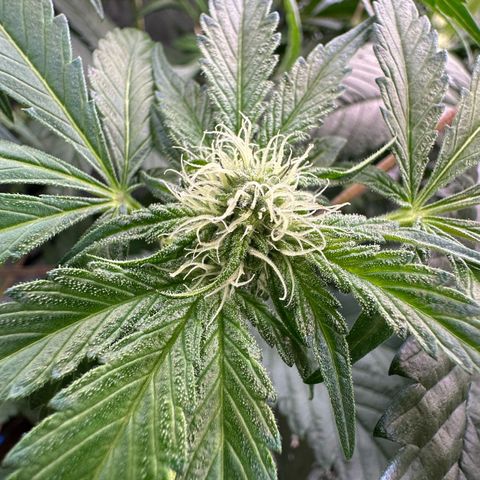 CxLAZ #16 50.72g growlog photo: Pollenated bud site