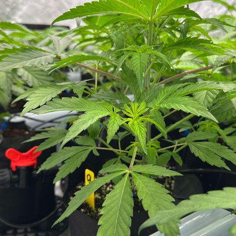 CxLAZ #16 50.72g growlog timeline photo