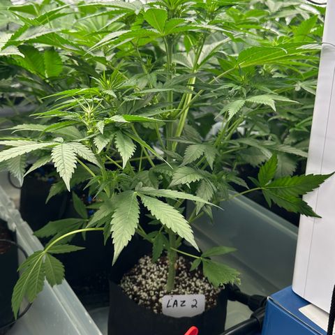 CxLAZ #16 50.72g growlog photo: Male