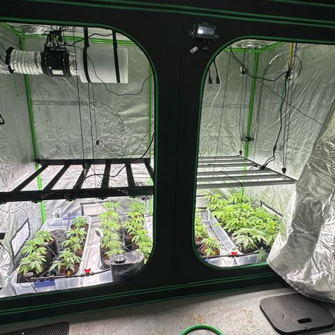 CxLAZ #16 50.72g growlog timeline photo