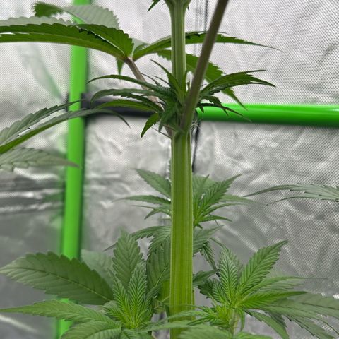 CxLAZ #16 50.72g growlog timeline photo