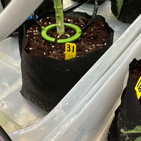 CxLAZ #16 50.72g growlog photo: Top training 
