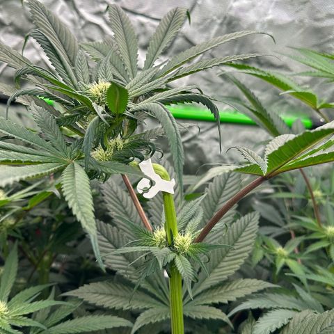 CxLAZ #16 50.72g growlog timeline photo