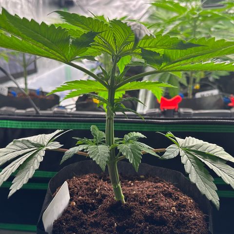 CxLAZ #16 50.72g growlog photo: Lollipoped