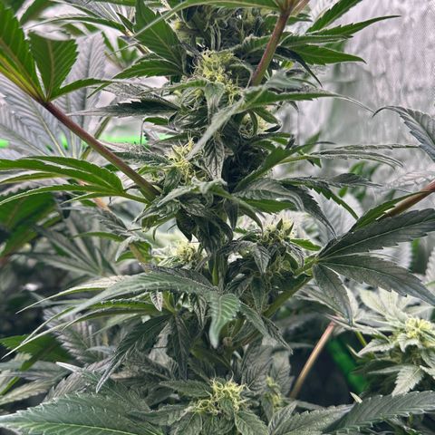 Misc x (LA Kush x Zkittles) #37 42.26g growlog timeline photo