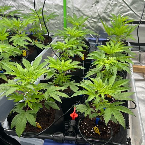 CxLAZ #16 50.72g growlog timeline photo
