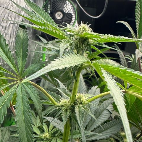 CxLAZ #24 37.13g growlog timeline photo