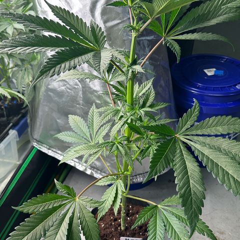 CxLAZ #16 50.72g growlog timeline photo